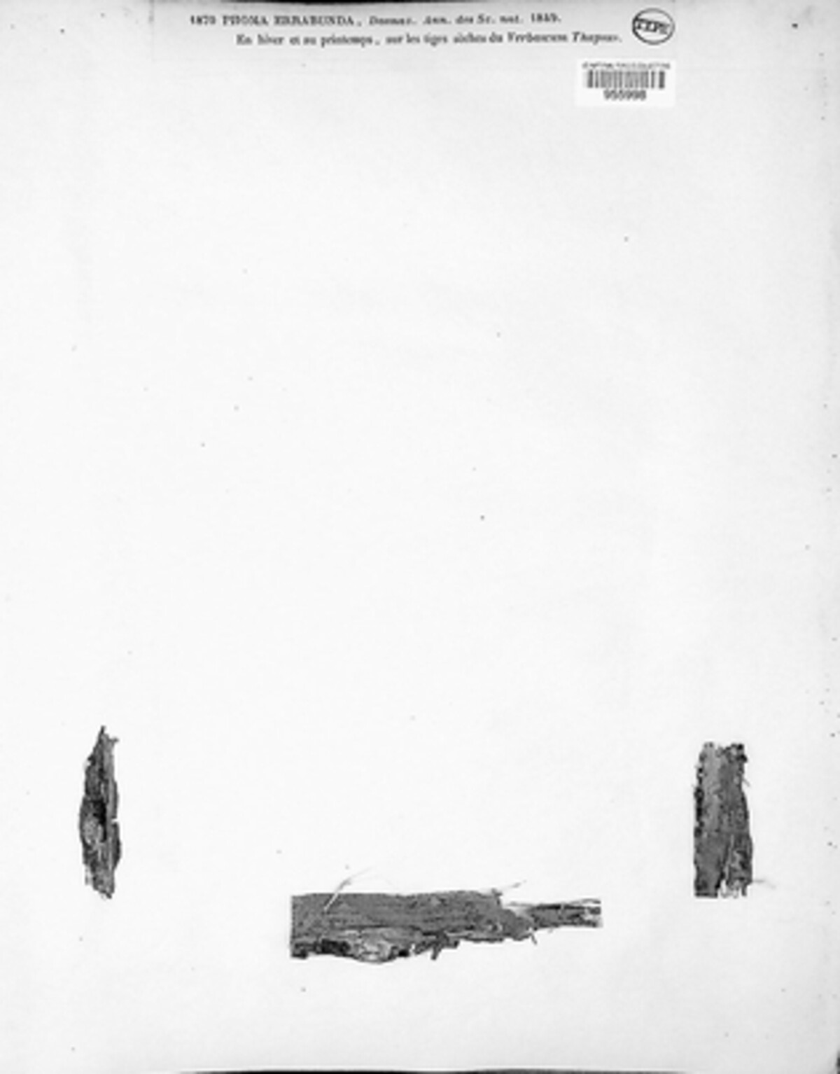 Phoma errabunda image